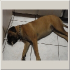 Kenoa and Clints from William Noto Bella Mia 08 asleep with bone in mouth.JPG